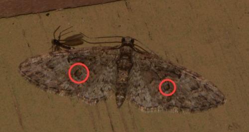 Réf. 202 495 : Eupithecia abbreviata